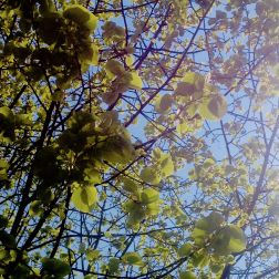 Ein Foto von jungen Baumblättern vor einem blauen Himmel