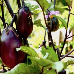 Nahaufnahme von einer Aubergine in einem Beet im himmelbeet. Die Aubergine ist rundlich und reif zum ernten.