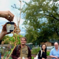 Ein Foto vom Saatgut gewinnen im himmelbeet: Im Vordergrund hält eine Hand ein Sammelgefäß, die andere Hand sammelt den Samen einer Pflanzen in das Gefäß. Im Hintergrund stehen lachende Menschen.