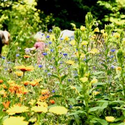 Ein Foto vom Garten am Dohnagestell mit vielen bunten Blüten im Vordergrund und gärtnernden Menschen im Hintergrund.