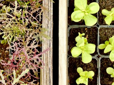 Ein Foto von Jungpflanzen, im Garten die eng zusammenstehen. Auf der linken Seite Asiasalat, auf der rechten Kopfsalat.