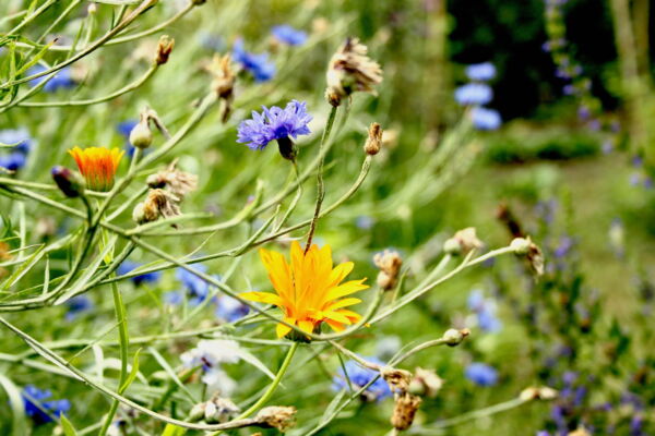 Foto von Ringelblumen- und Kornblumenblüten im himmelbeet
