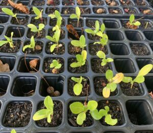 Jungpflanzen Pak Choi in einem Anzuchtkasten