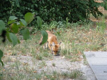 Ein Fuchs schnupert  am Boden im Hintergrund sieht man Büsche.