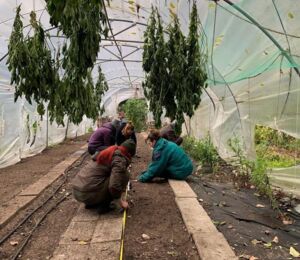 Fünf Personen pflanzen gemeinsam Jungpflanzen aus im Folientunnel