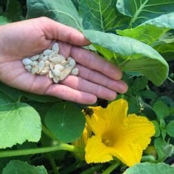 Ab in den Garten: Vom Samen zur Pflanze - Himmelbeet Gemeinschaftsgarten