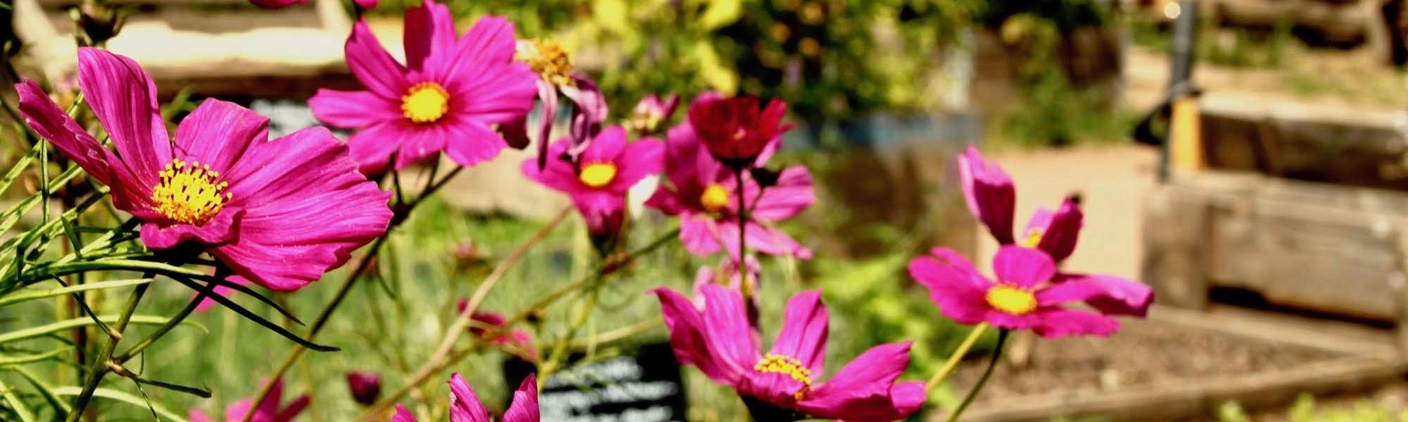 Im Vordergrund sind pinke Cosmea-Blüten zu sehen, im Hintergrund die Beete im Garten.