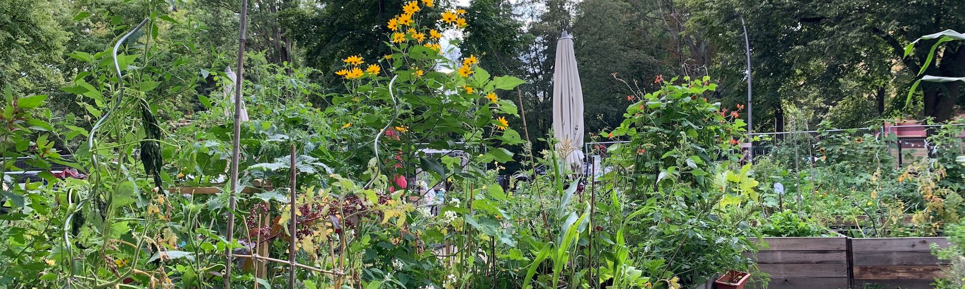 Blick in den sommerlichen himmelbeet Gemeinschaftsgarten. Zusehen sind dichtbewachsene Hochbeete mit vielen grünen Pflanzen, und blühenden Blumen und ein zusammengeklappter weißer Sonnenschirm. Im Hintergrund ein Zaun und viele Bäume.