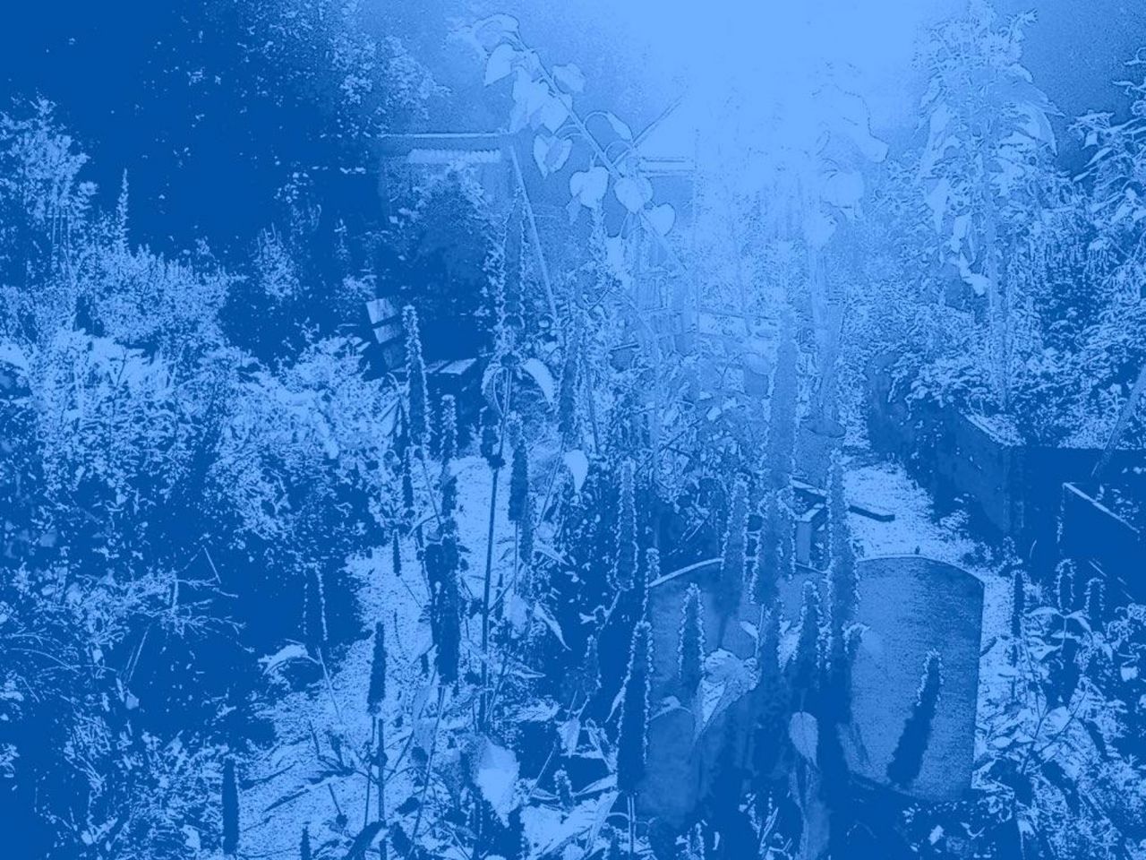Ein Foto von einem Ausschnitt des himmelbeet-Gartens. Das Foto ist so bearbeitet, dass nur blau zu sehen ist.