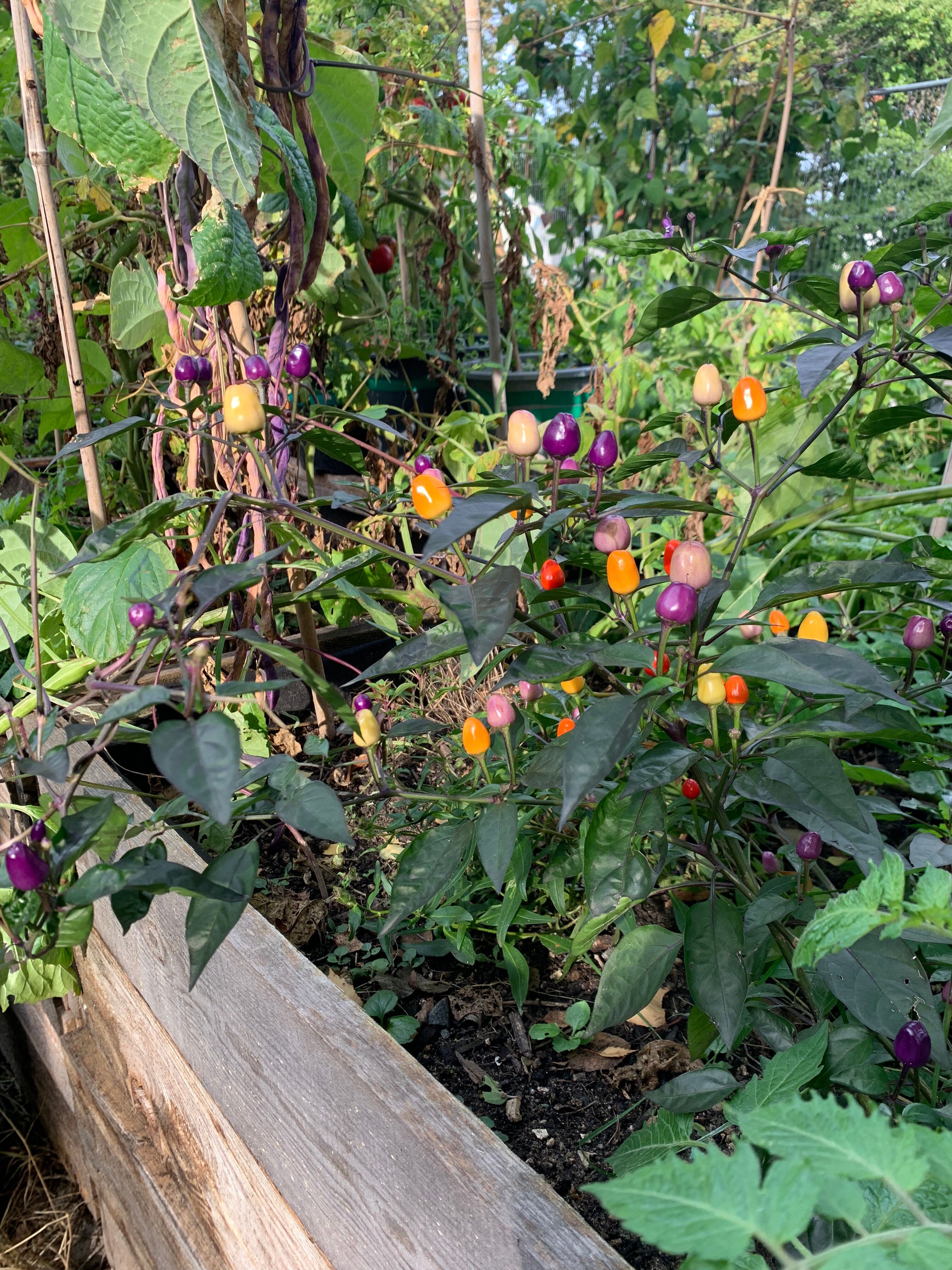 Leuchtend farbige Chilis