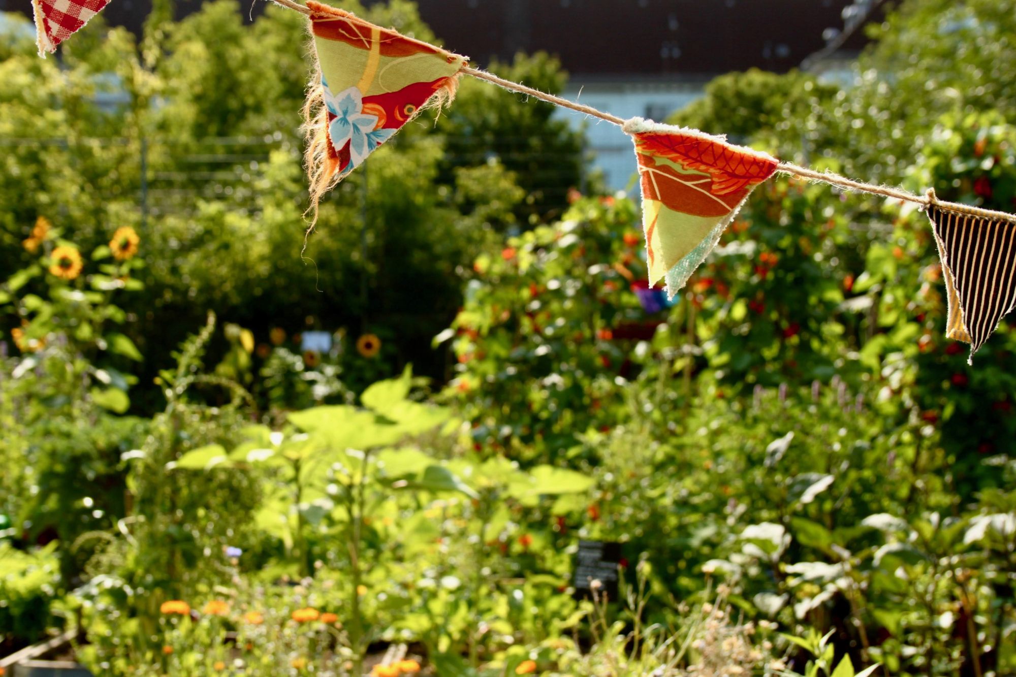 Berlins himmelbeet: Solawi-Garten im Wedding blüht